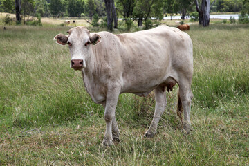 Cows grazing in a field with grass and trees