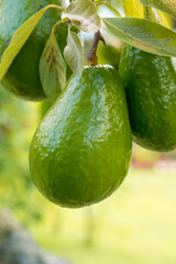 Organic avocado