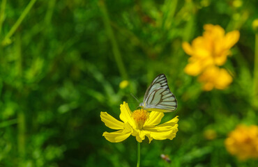 White butterfly eating and siting on yellow flower