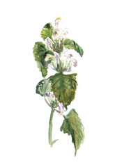Naklejka premium Flora, Wildflowers, White Dead Nettle, watercolor botanical sketch