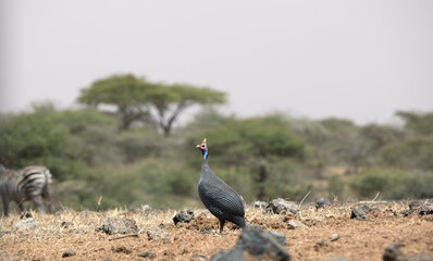 The helmeted guineafowl is the best known of the guineafowl bird family, Numididae, and the only member of the genus Numida.	
