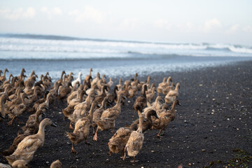 Patos em praia de Keramas em Bali 