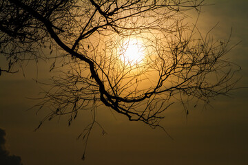 Tree branches under sunlight. sunset in the forest.
