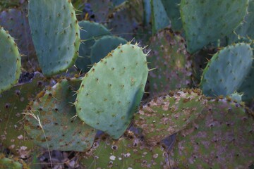 prickly pear cactus