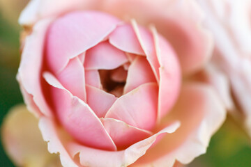 Roses. Delicate background with blooming rose flowers.