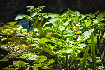 A blue dragonfly rests on a hot summer day.