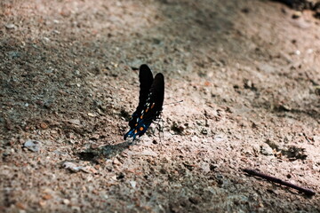 Insects on a hot summer's day.