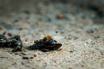 Insects on a hot summer's day.