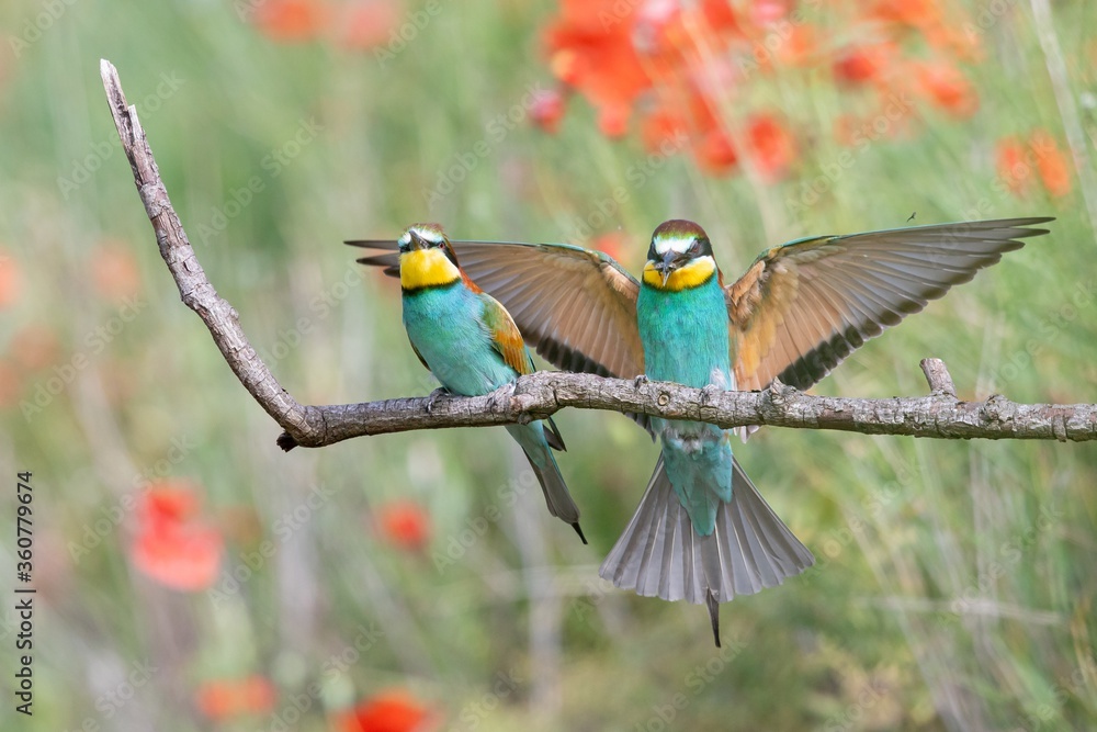 Poster bee-eaters with multicolored feathers sitting on the tree branch