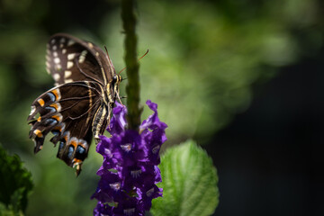 Fototapeta na wymiar Black Swallowtail Butterfly on Porter Weed blossom