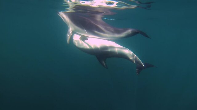 a couple of dolphins mating copulating underwater shot slowmotion