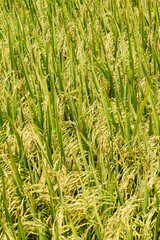 Rice plant