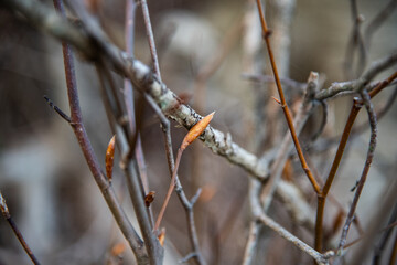 Young American Beech buds on a cluster of sapplings