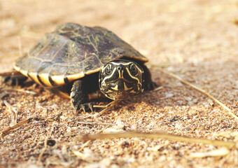 turtle on the sand