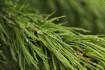The green spruce branch closeup