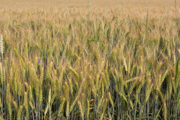 Spikelets of green barley in the field. Background from ripening grain crops.