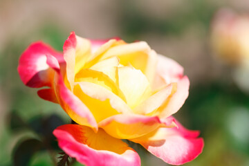 Tender roses. Background of blooming roses flowers. Sunny natural light. Rose garden