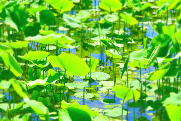 蓮の葉で満ちた沼の背景イメージ