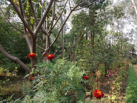 butterfly garden