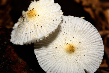 White wild mushroom isolated on natural dark background.