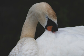 Obraz premium closeup shot of mute swan sleeping