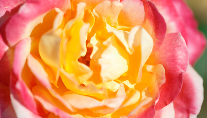 Fototapeta na wymiar Tender roses. Background of blooming roses flowers. Sunny natural light. Rose garden