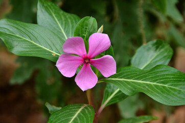 Flower In Garden Of Home  Nadaun