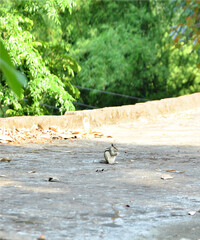 Squirrel In Road At Day Light H.P India