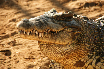 Cuban crocodile. Jaws of a wild crocodile