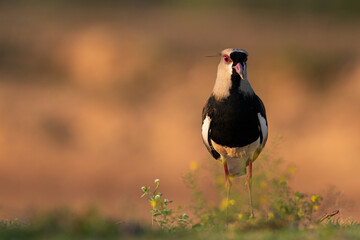 Southern lapwing bird portrait, Pantanal Brzail.