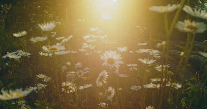 Daisy flowers on a late afternoon summer day as sunlight washes over it