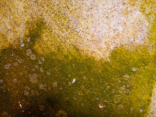 Moss on the cement ground