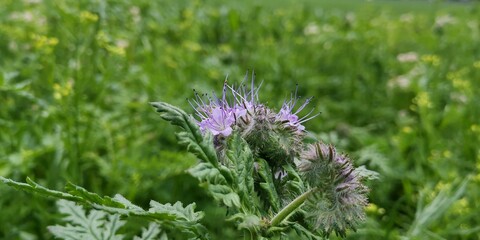 bee on lavender