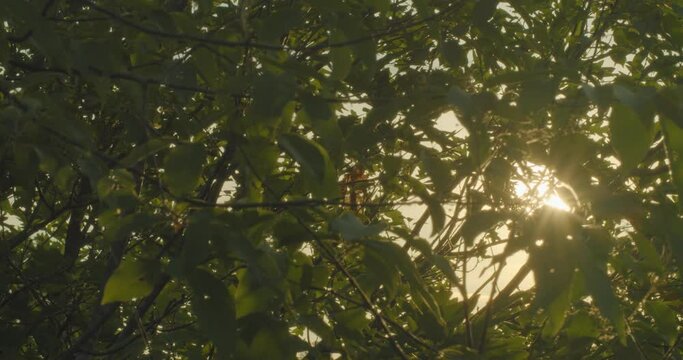 Sunlight peeking through leaves in the summer sun
