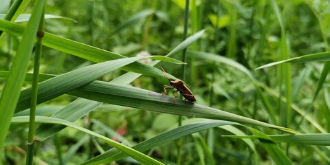 grasshopper on a leaf