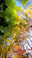 紅葉のグラデーション