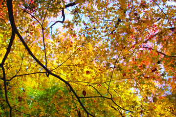 紅葉のグラデーション