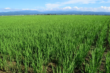 田植え２ヶ月後の水田