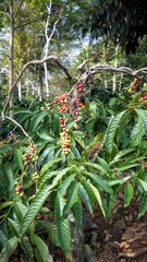 red and yellow robusta coffee fruit on tree branches in the coffee garden