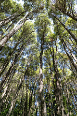 trees in the woods, trees in the wood