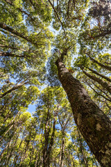 Park, forest, trees, woods