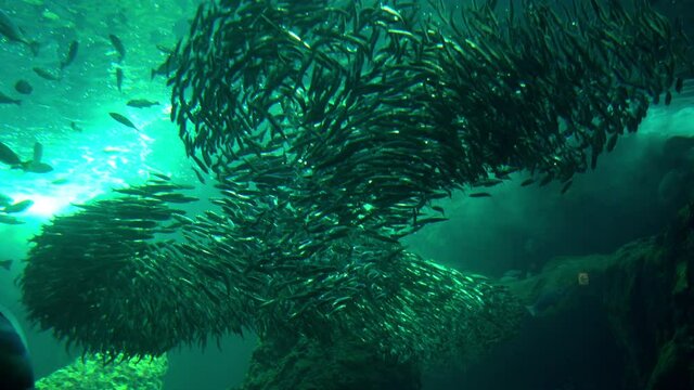 Sardine baitball