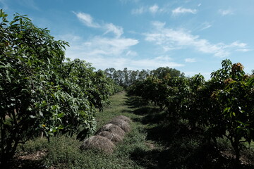 Fototapeta na wymiar Mango orchard in the countryside