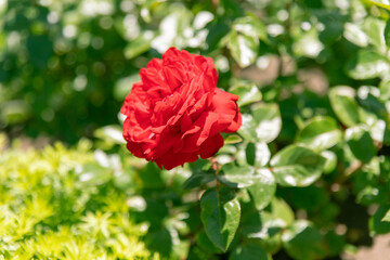 初夏のローズガーデンに咲くバラの花