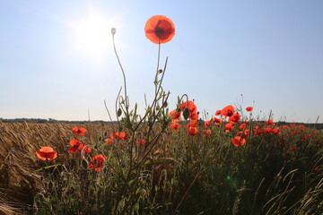 Fototapeta na wymiar Mohnblumen auf einem Feld mit der Sonne im Hintergrund