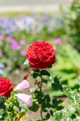 初夏のローズガーデンに咲くバラの花