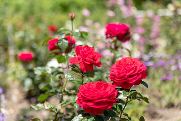 初夏のローズガーデンに咲くバラの花