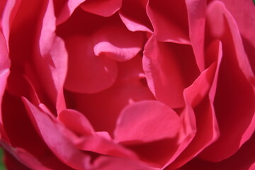 Red rose