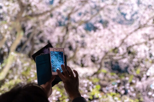 桜世界を切り取る人