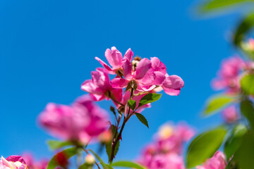 Fototapeta na wymiar 初夏のローズガーデンに咲くバラの花